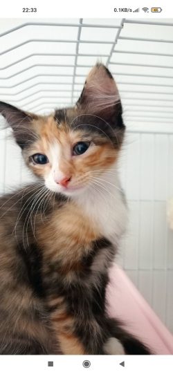 Step 3 Cat Image Saved v2 Saved cat image